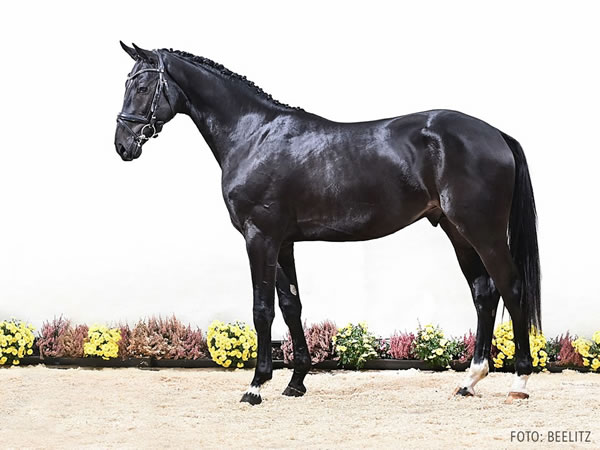 Prämienhengst/ premium stallion